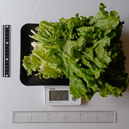 株元を取り除いたリーフレタス1玉の可食部297g