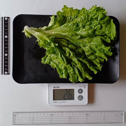 1枚26gのリーフレタス