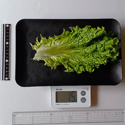 1枚15gのリーフレタス