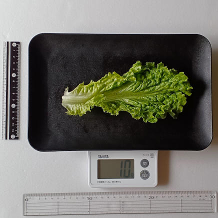 1枚10gのリーフレタス