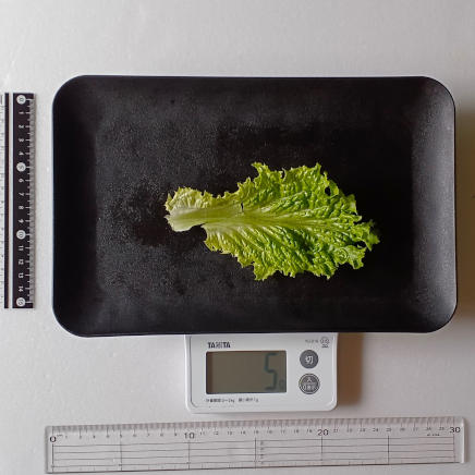 1枚5gのリーフレタス