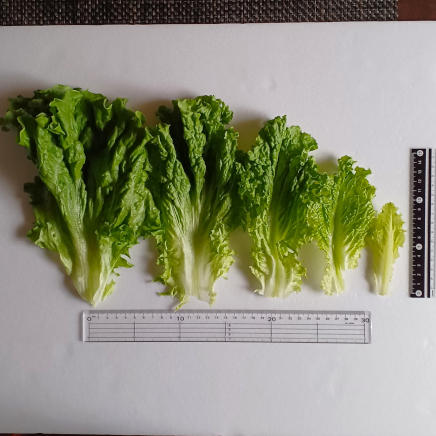 グラム数が違うリーフレタスの大きさ比較(右から26g・15g・10g・5g・2g)