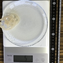 れんこん(スライス) 5g