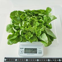 水耕栽培レタス 120g