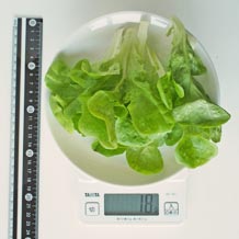 水耕栽培レタス 18g