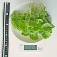 水耕栽培レタス 21g