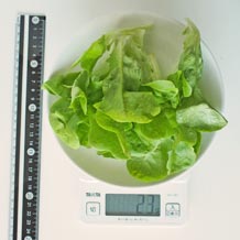 水耕栽培レタス 23g