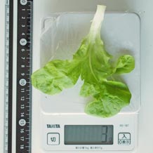 水耕栽培レタス 3g