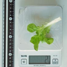 水耕栽培レタス 2g
