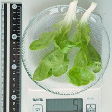 水耕栽培レタス 5g