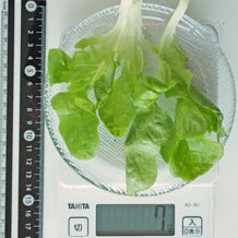 水耕栽培レタス 7g