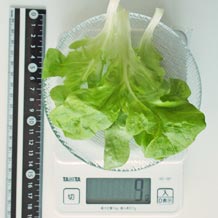 水耕栽培レタス 9g