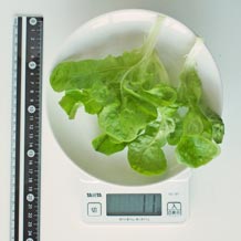 水耕栽培レタス 11g