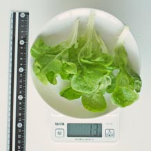 水耕栽培レタス 13g