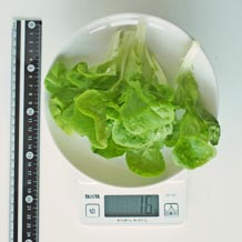 水耕栽培レタス 16g