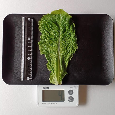 1枚4gのサンチュ