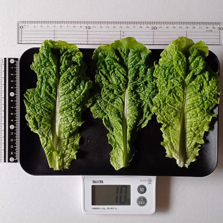 3枚10gのサンチュ