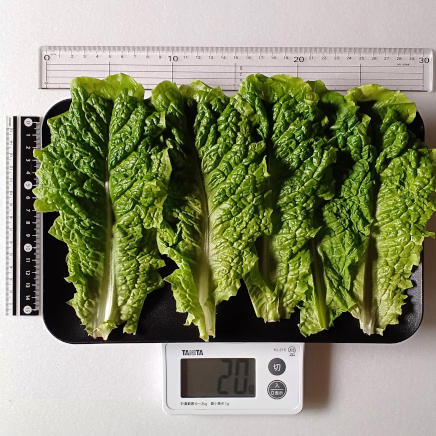 6枚20gのサンチュ