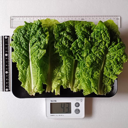 10枚43gのサンチュ