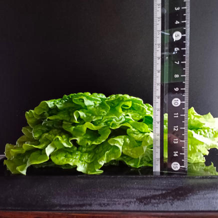 10枚重ねて横から撮った43gのサンチュ