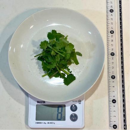 8gのパクチー