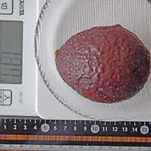 皮付き種子ありのアボカド1個