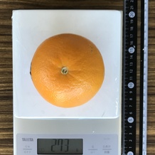 ネーブル1個 273g