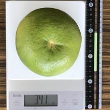 オロブランコ 341g