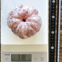 グレープフルーツ 318g