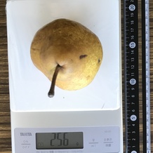 洋梨 256g