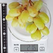 トンプソン種無し皮つき1房(中)
