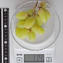 トンプソン種無し皮つき1房(小)