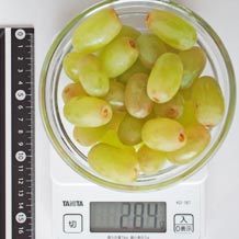 器12cmに盛ったトンプソン種無し皮つき284g