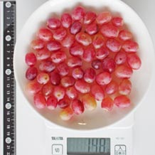 クリムゾン種無し1房の可食部