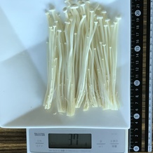 えのき 37g