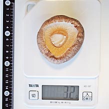 しいたけ大(生)柄を切ったもの