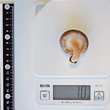 しいたけ小(生)