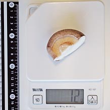 しいたけ中(生)1/2