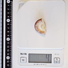 しいたけ小(生)1/2