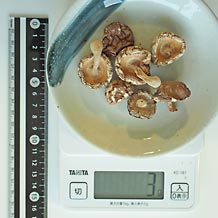 乾燥椎茸 3g