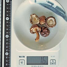 乾燥椎茸2gを戻す