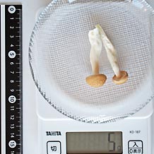 カロリー ぶな しめじ
