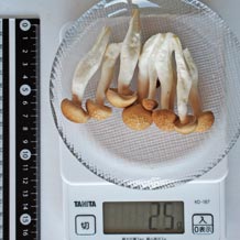 ぶなしめじ(生)