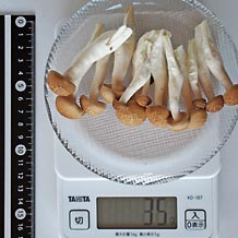 ぶなしめじ(生)