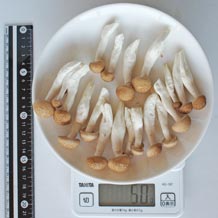 ぶなしめじ(生)