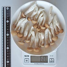 ぶなしめじ(生)