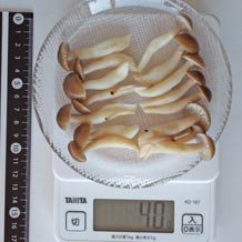 茹でたぶなしめじ40g