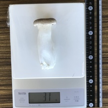 エリンギ 31g