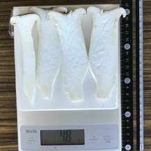 エリンギ 48g