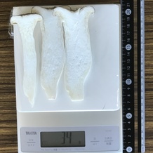 エリンギ 34g